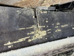 Termite damage inspection Haddonfield NJ