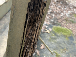 deck wood rot and insect damage on support post causing structural concern